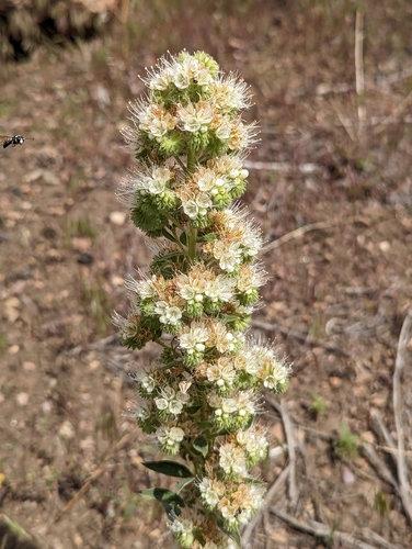 Phacelia heterophylla
