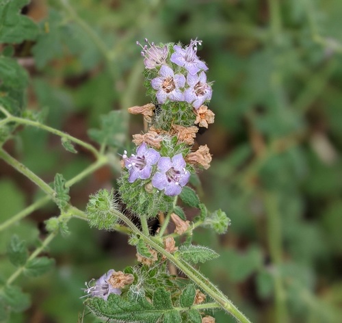 Phacelia ramosissima — photo