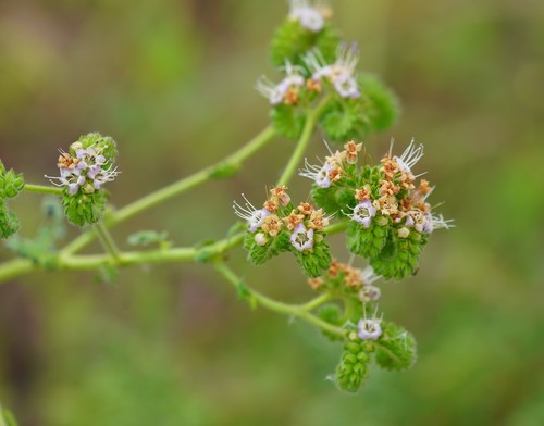 Phacelia ramosissima — photo