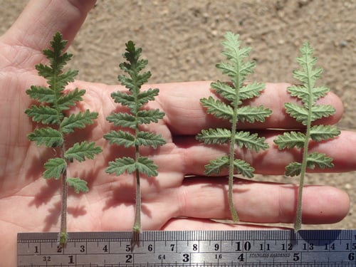 Phacelia ramosissima