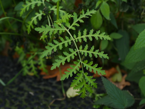 Phacelia tanacetifolia (Tansy phacelia) — photo