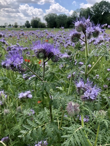 Phacelia tanacetifolia (Tansy phacelia) — photo
