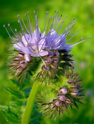 Phacelia tanacetifolia