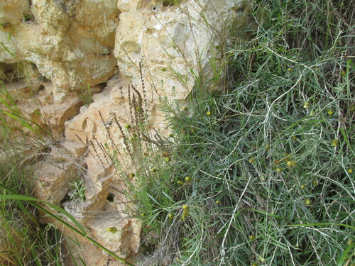 Phagnalon saxatile (Scuderi angustifoglio) — photo