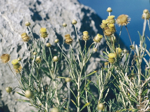 Phagnalon saxatile (Scuderi angustifoglio) — photo