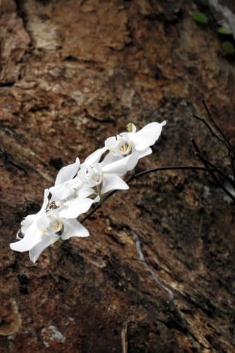 Phalaenopsis amabilis — photo