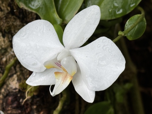 Phalaenopsis amabilis
