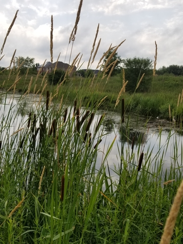 Phalaris arundinacea (Reed canarygrass) — photo