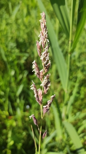 Phalaris arundinacea (Reed canarygrass) — photo