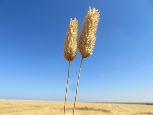 Phalaris brachystachys (True canary grass) — photo