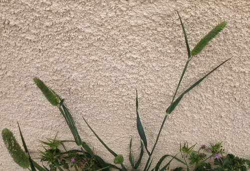 Phalaris brachystachys (True canary grass) — photo