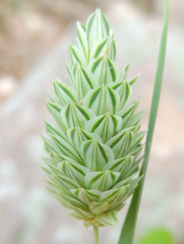 Phalaris canariensis (Canary grass) — photo