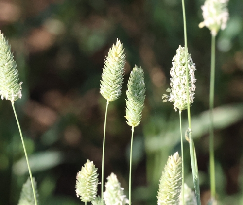 Phalaris canariensis (Canary grass) — photo
