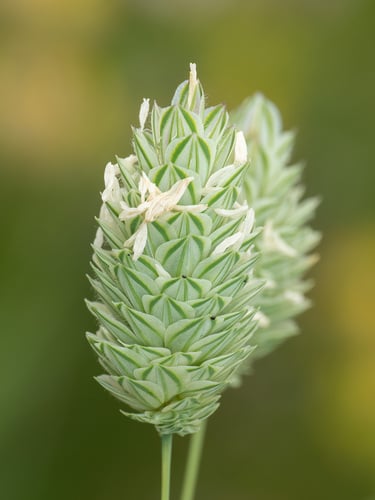 Phalaris canariensis