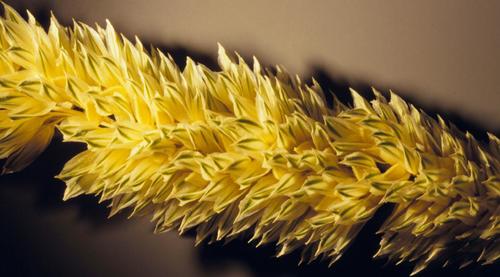 Phalaris minor (Littleseed canary grass) — photo