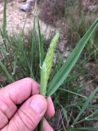 Phalaris minor