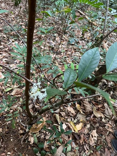 Phaleria capitata (Wild gora tree) — photo
