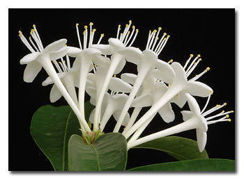 Phaleria capitata