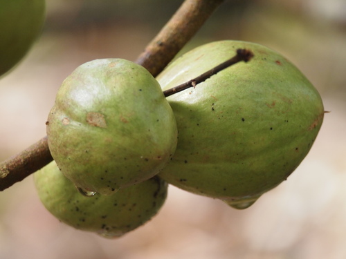 Phaleria macrocarpa (The great gora tree) — photo