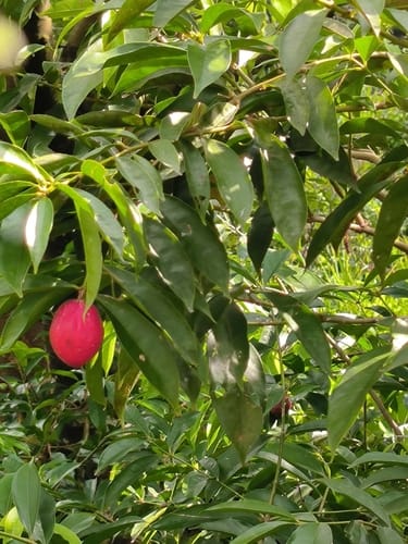 Phaleria macrocarpa (The great gora tree) — photo