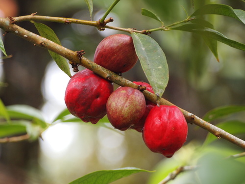 Phaleria macrocarpa