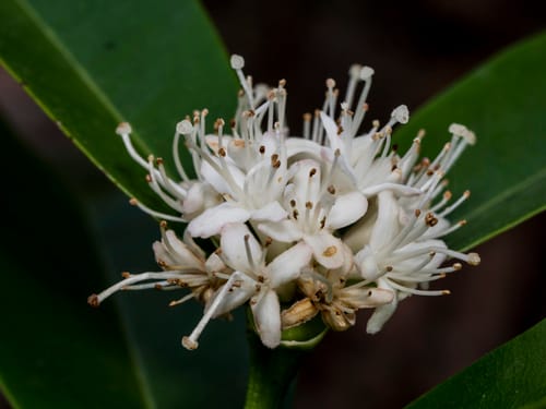 Phaleria octandra (Dwarf phaleria) — photo