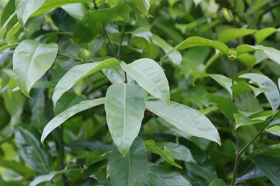 Phaleria perrottetiana (Gora bago tree) — photo
