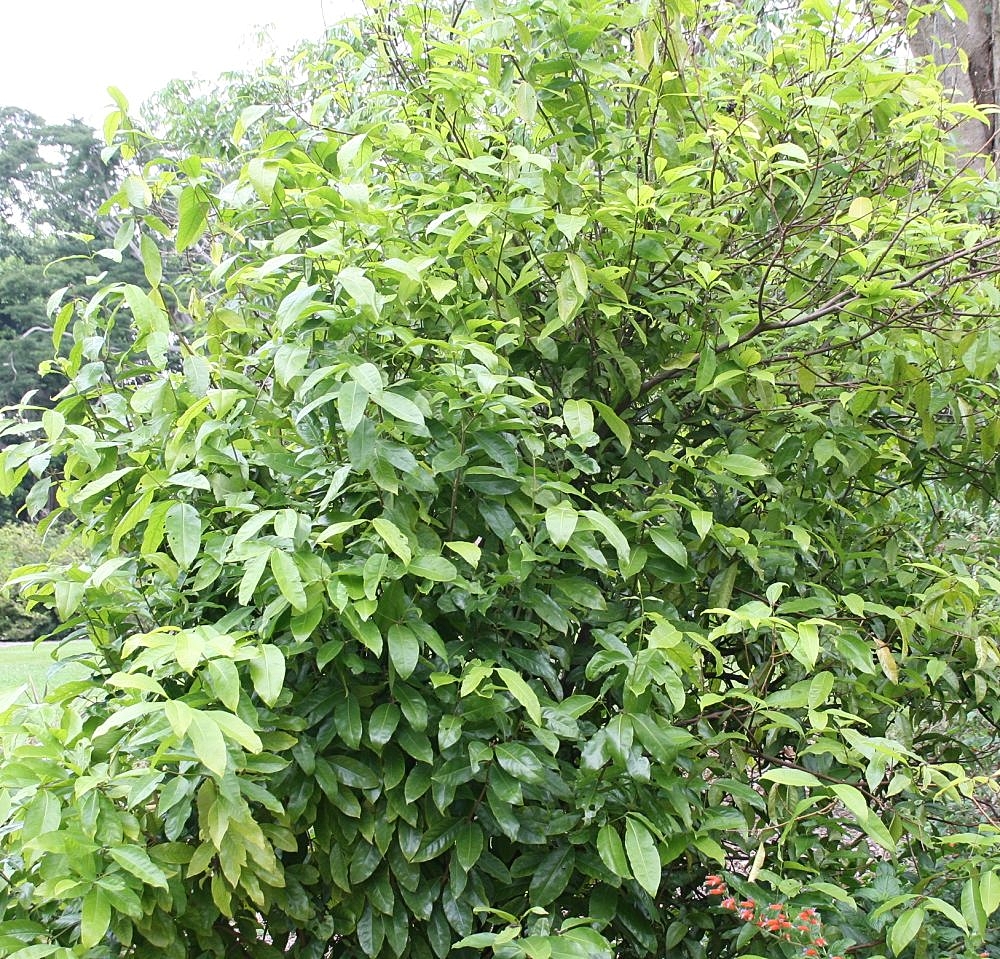 Phaleria perrottetiana