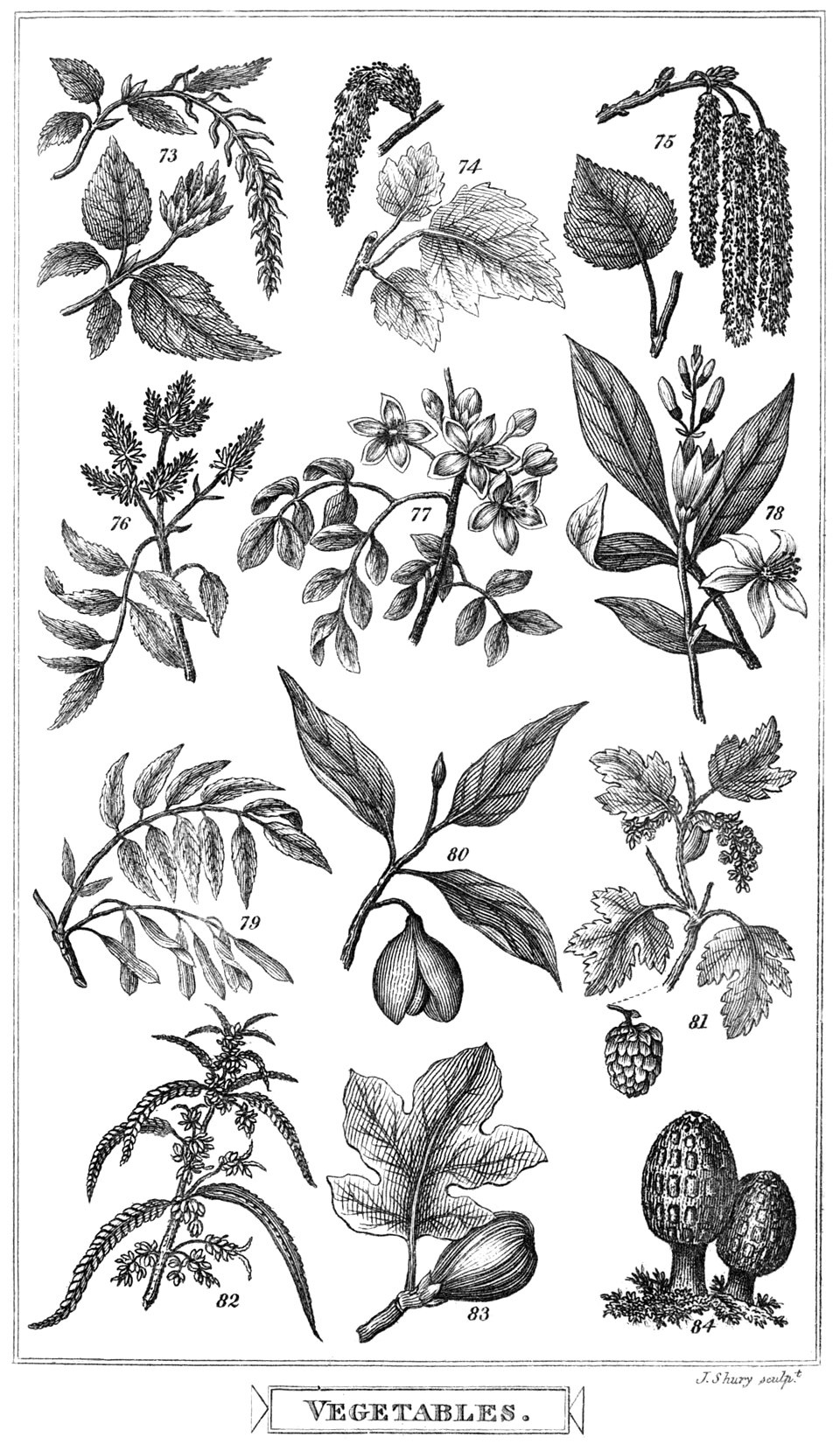 Phallus fragrans