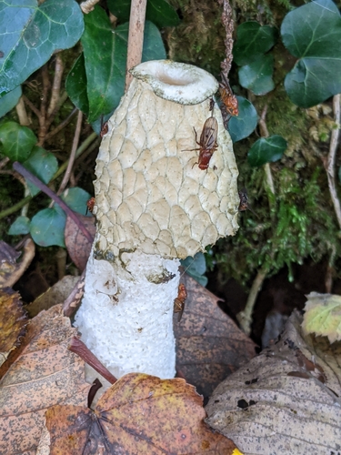 Phallus impudicus (Stinkhorn) — photo