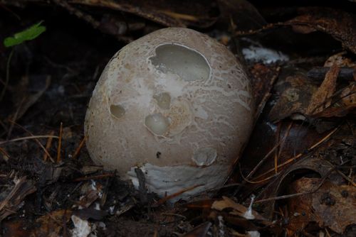 Phallus impudicus (Stinkhorn) — photo
