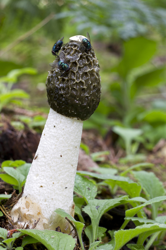 Phallaceae