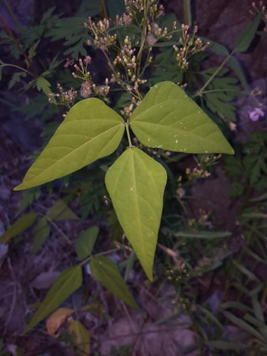 Phaseolus acutifolius (Tepary bean) — photo