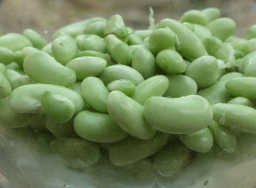 Phaseolus acutifolius (Tepary bean) — photo