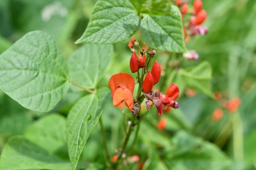 Phaseolus coccineus (Scarlet runner bean) — photo