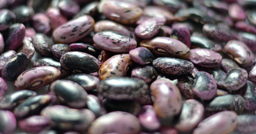 Phaseolus coccineus (Scarlet runner bean) — photo