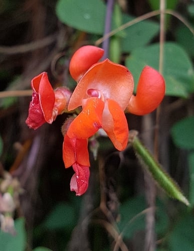 Phaseolus coccineus