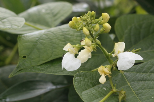 Phaseolus dumosus (Year-long bean) — photo
