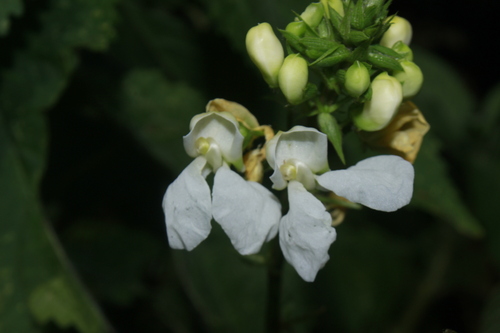 Phaseolus dumosus (Year-long bean) — photo