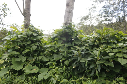 Phaseolus dumosus