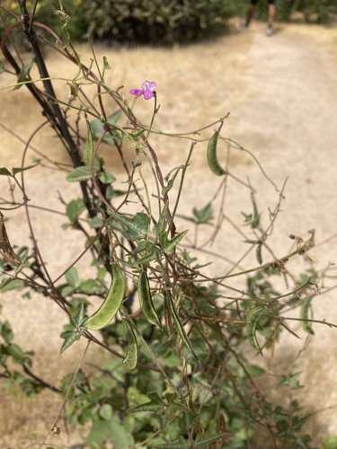 Phaseolus filiformis (Slimjim bean) — photo