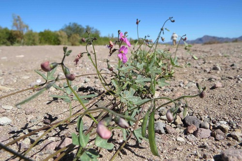 Phaseolus filiformis (Slimjim bean) — photo
