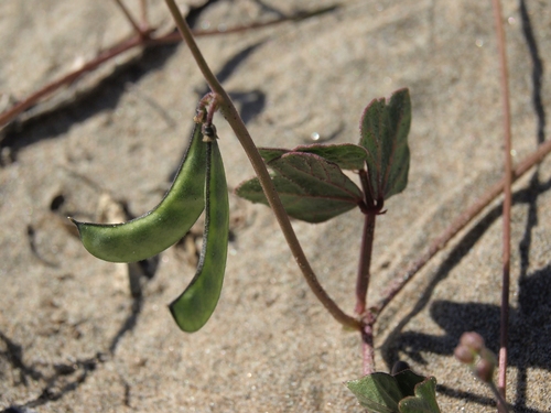 Phaseolus filiformis