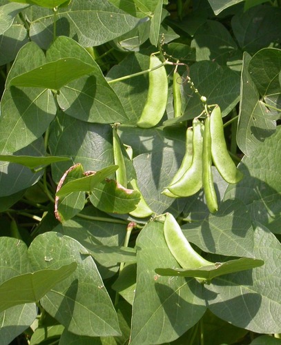 Phaseolus lunatus (Lima bean) — photo