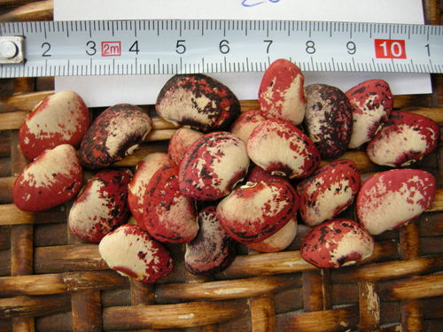 Phaseolus lunatus (Lima bean) — photo