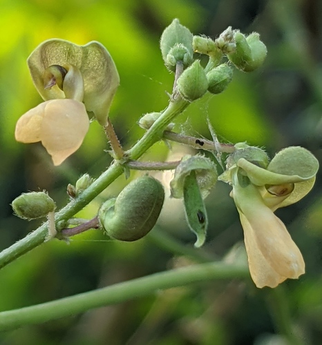 Phaseolus lunatus