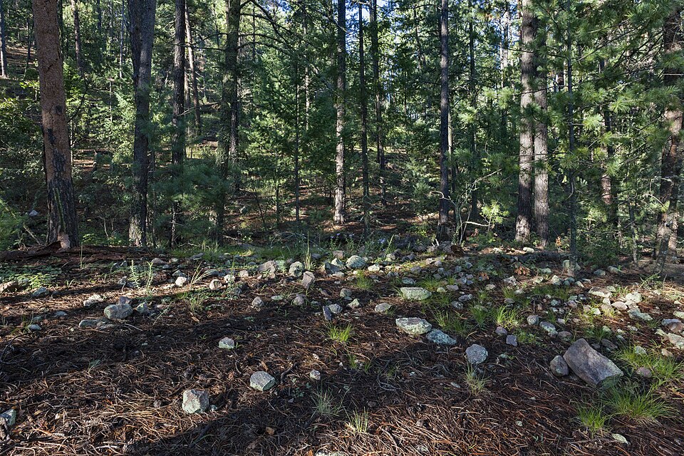 Phaseolus metcalfei (Metcalfe bean) — photo