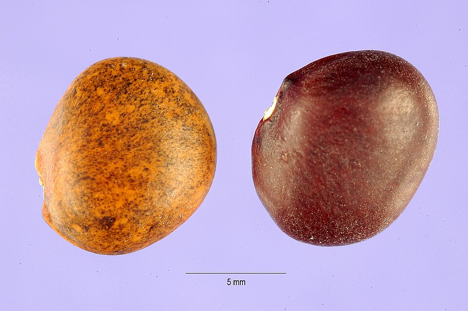 Phaseolus metcalfei