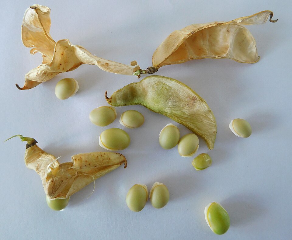 Phaseolus pallar — photo