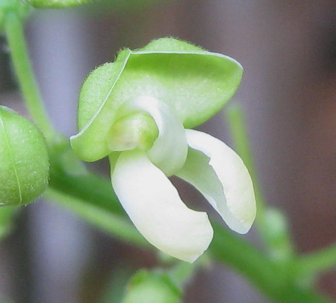 Phaseolus pallar